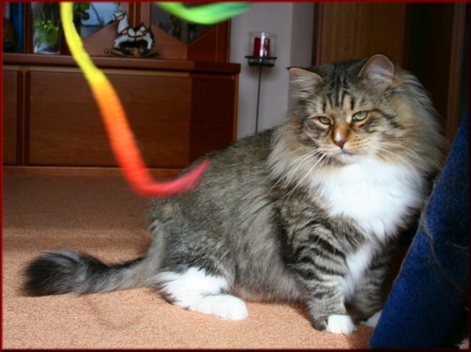 FIFe International Champion D* Tscharodeika's Akindin